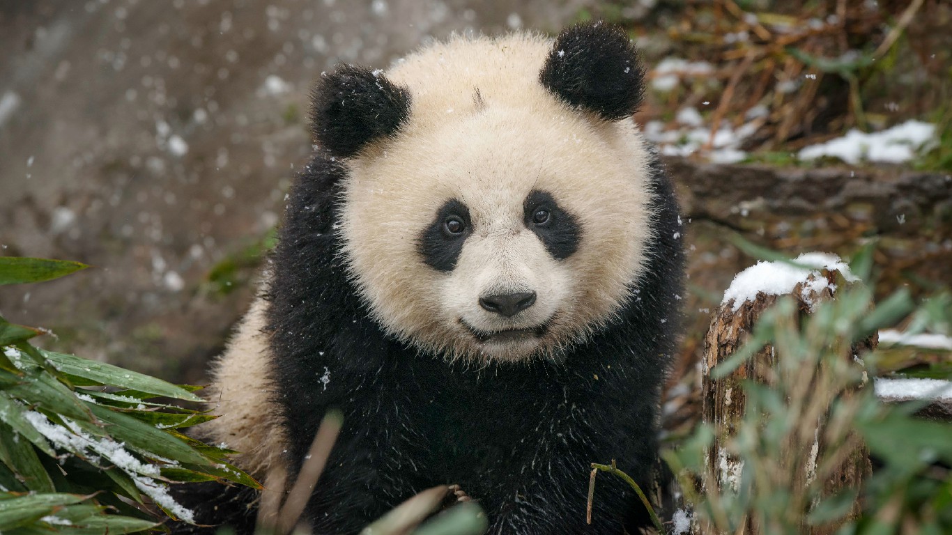 回归黑白世界