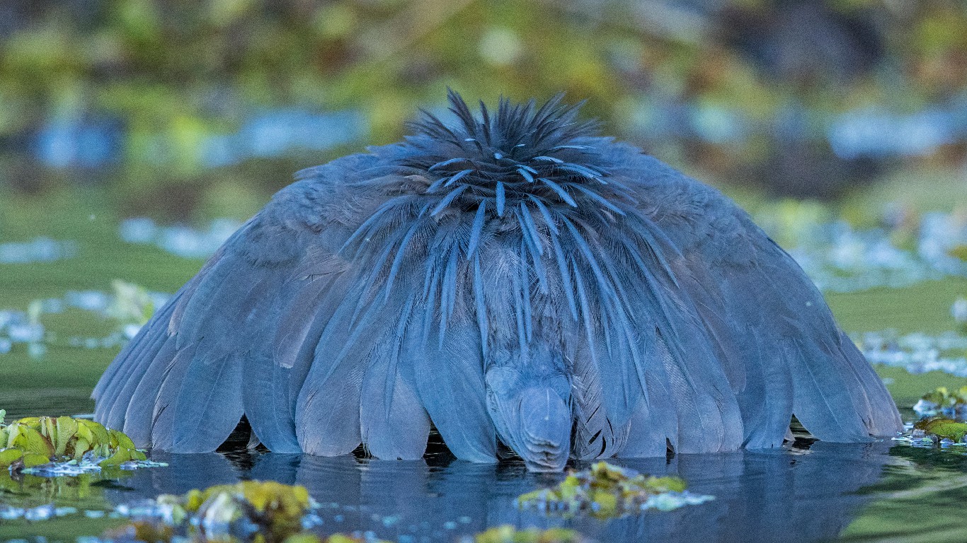 伞状捕猎术