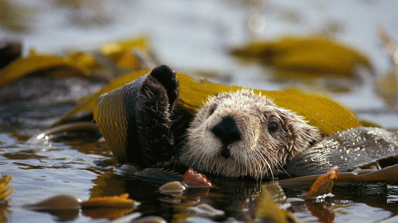 海獭很重要
