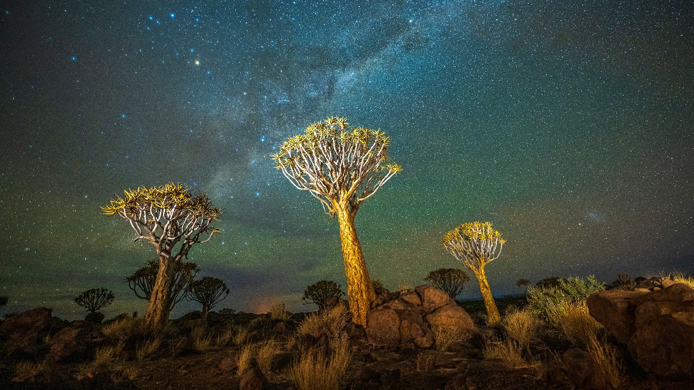 星光下的颤动之树